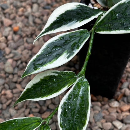 Hoya polyneura albomarginata H476