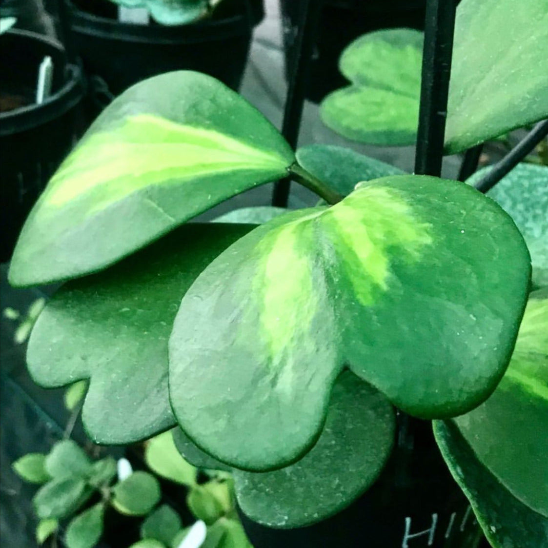 Hoya kerrii variegata IML 1497 H118