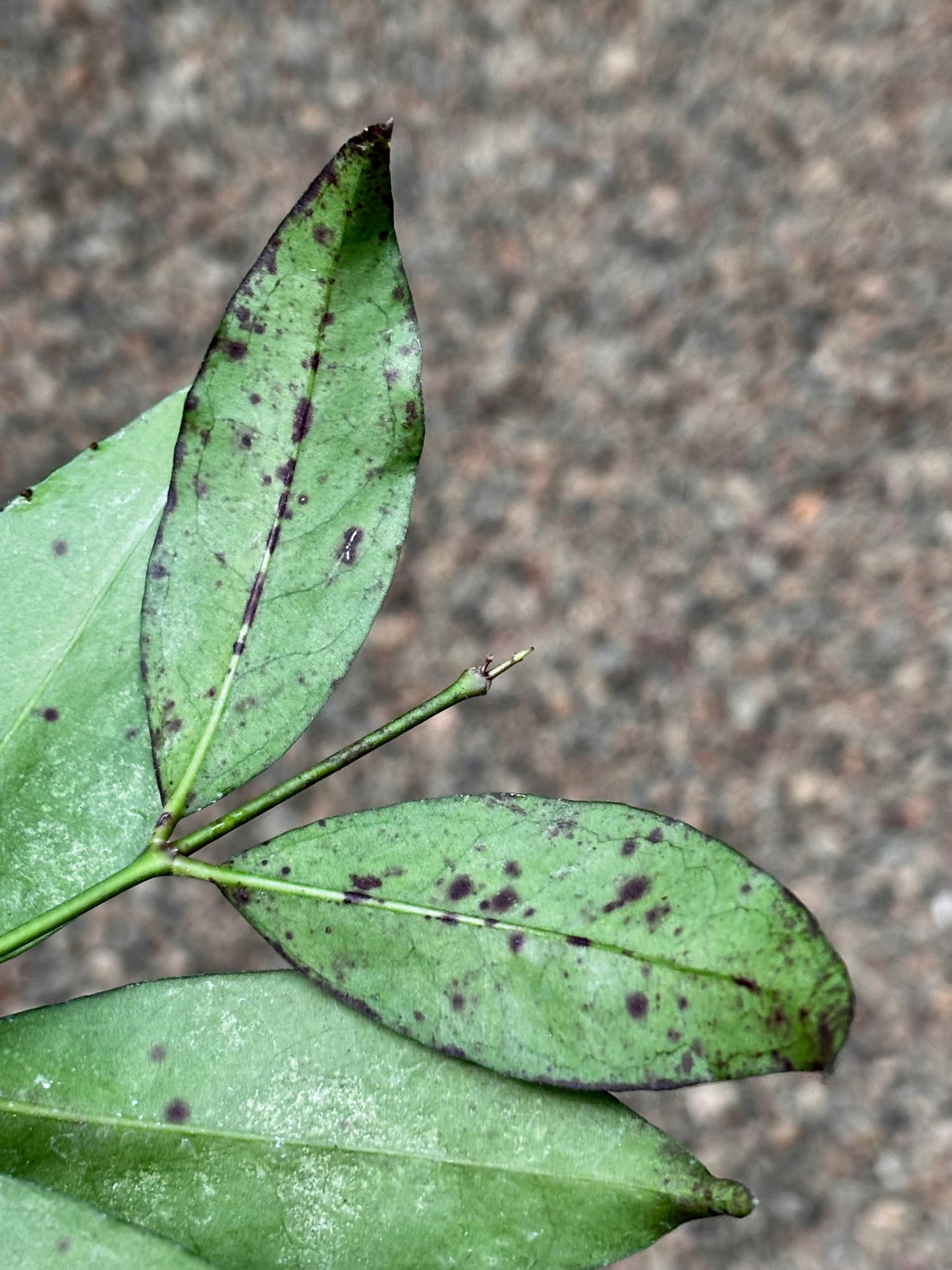 Hoya amicabilis H447