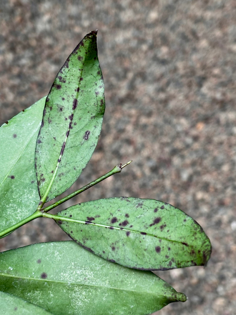 Hoya amicabilis H447