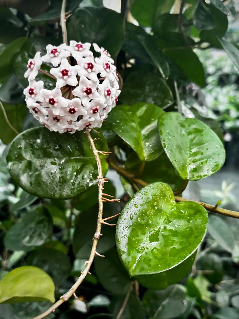 Hoya carnosa Krinkle (giant) H305