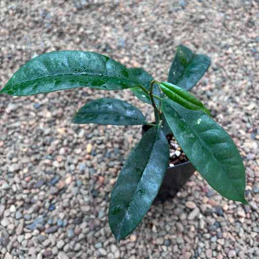 Hoya thuathienhuensis H480