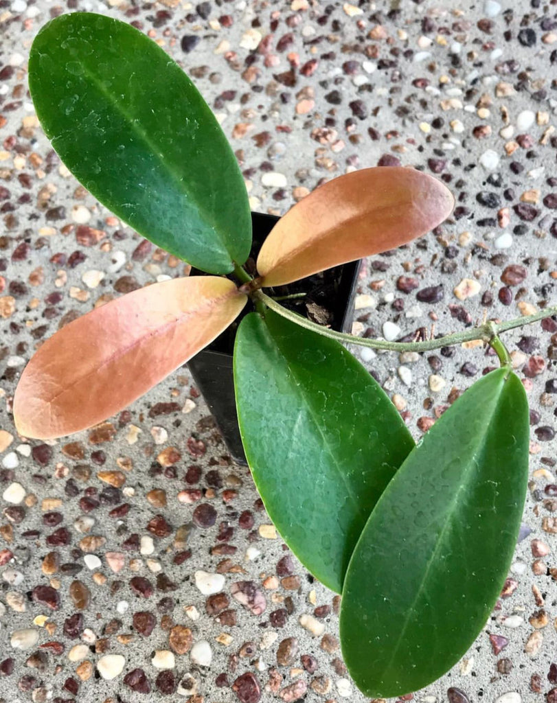 Hoya excavata IML 1007 H59