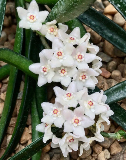 Hoya shepherdii IML 0048 H148