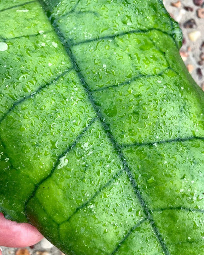 Hoya sp. Nong Nooch IML 1541 H120