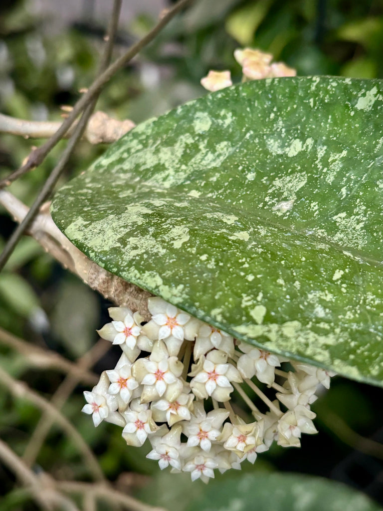 Hoya sp. Ko Chang Is. IML 1508 H127