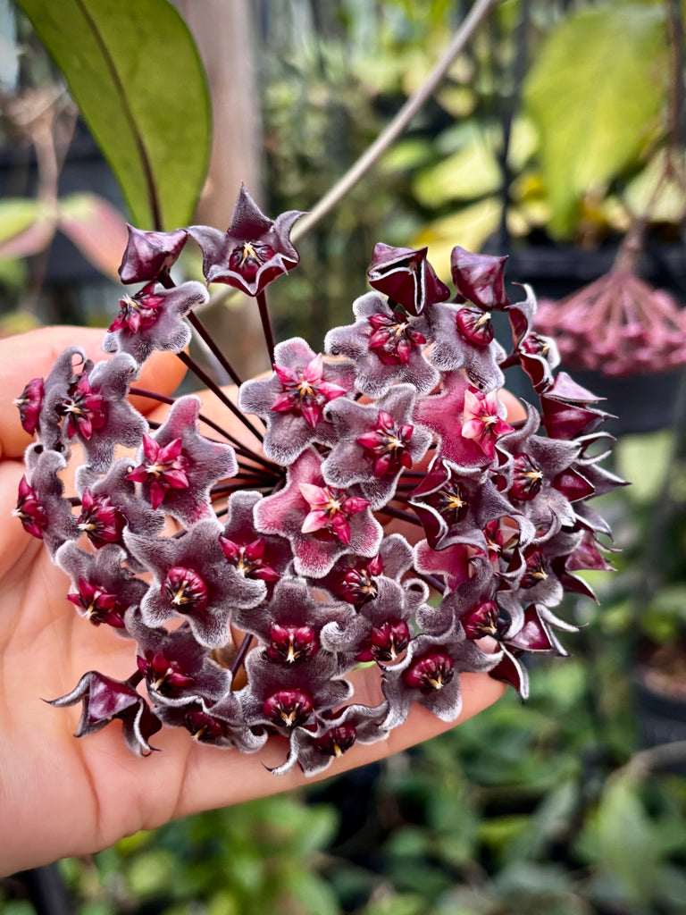Hoya pubicalyx H165