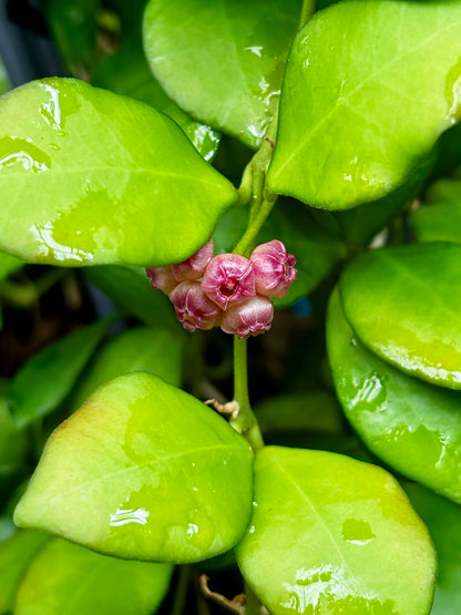 Hoya heuschkeliana H2