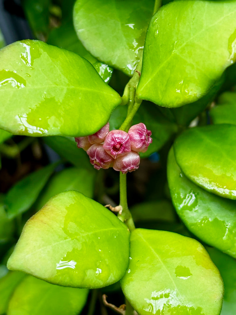Hoya heuschkeliana H2