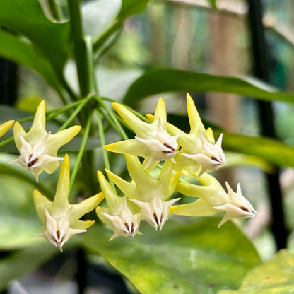 Hoya multiflora H16