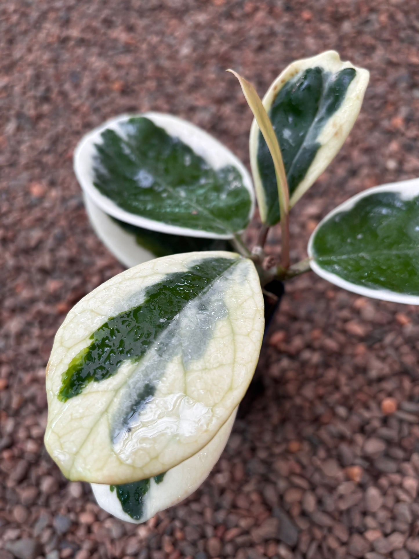 Hoya obovata (albomarginata) H456