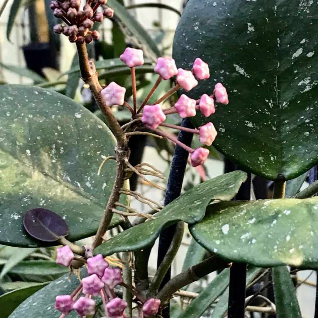 Hoya obovata H18