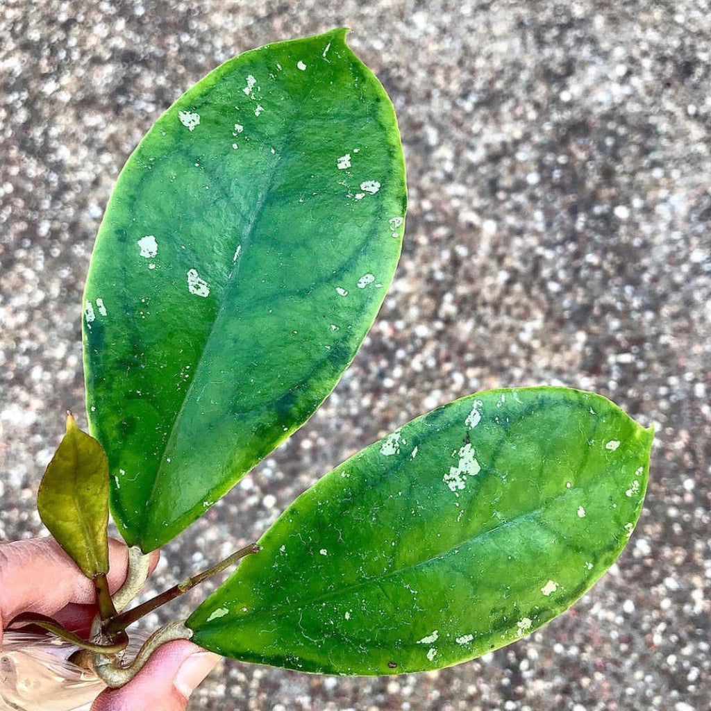 Hoya juannguoiana IML 1604 H104