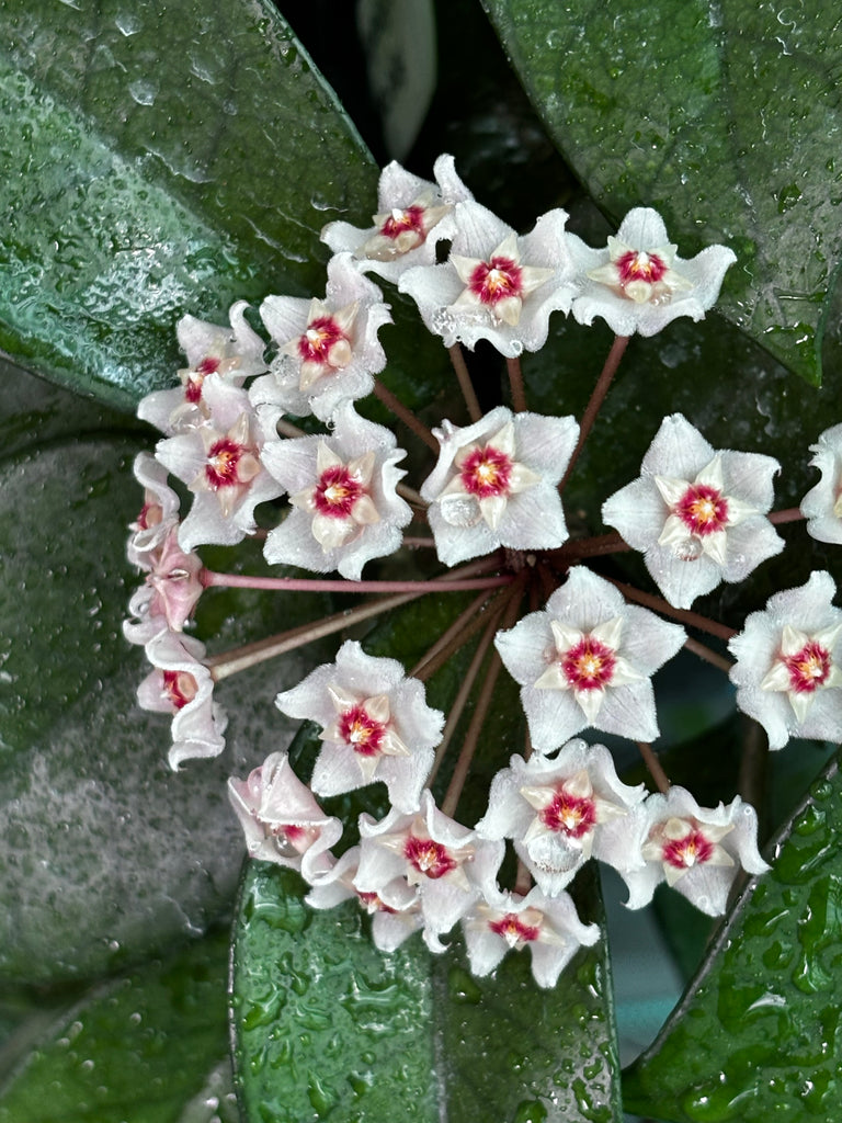 Hoya pubicalyx X fungii H363