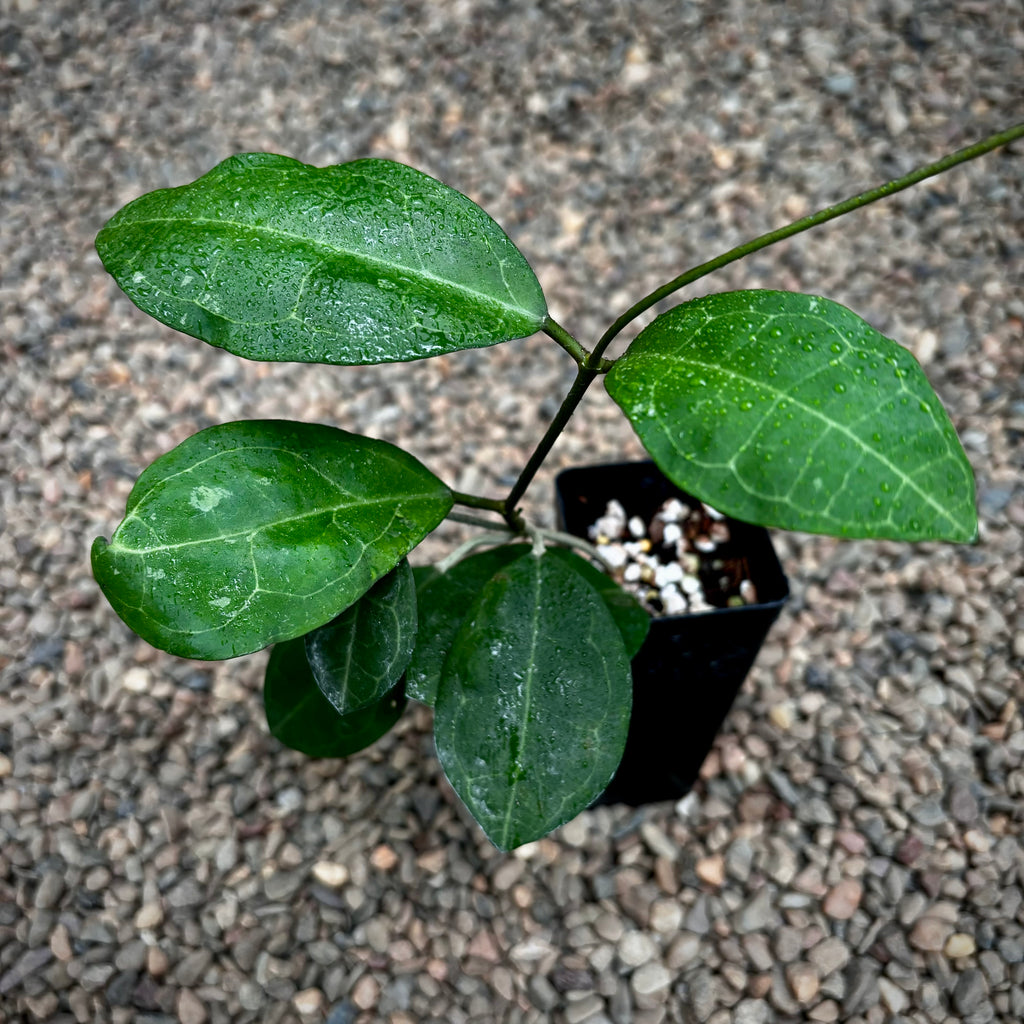 Hoya elliptica IML 1679 H336