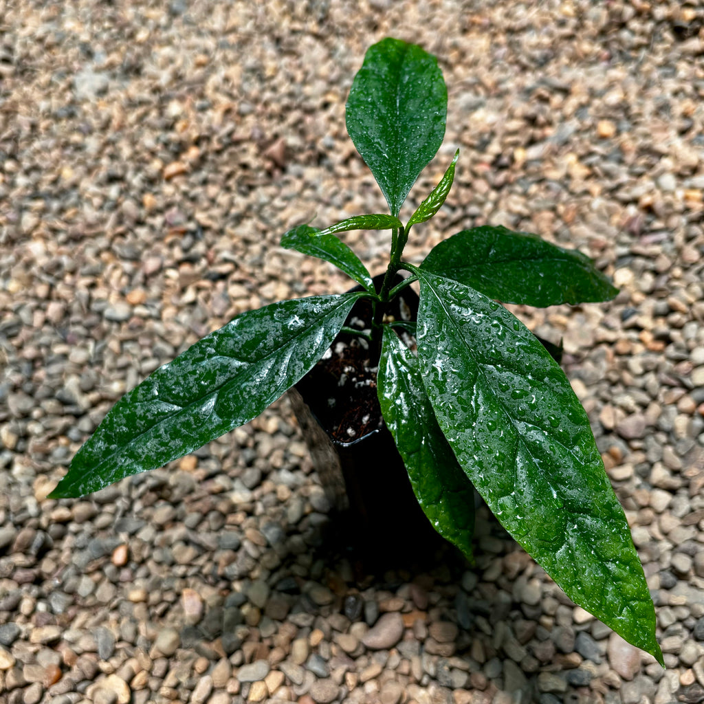 Hoya decipulae H451