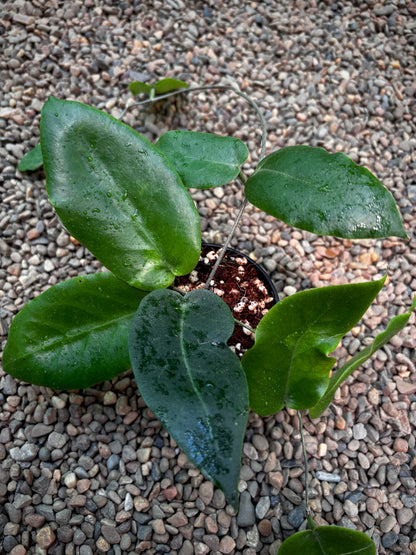 Hoya inflata H442