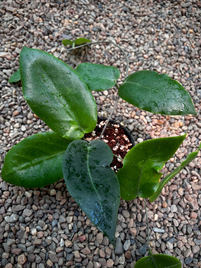 Hoya inflata H442