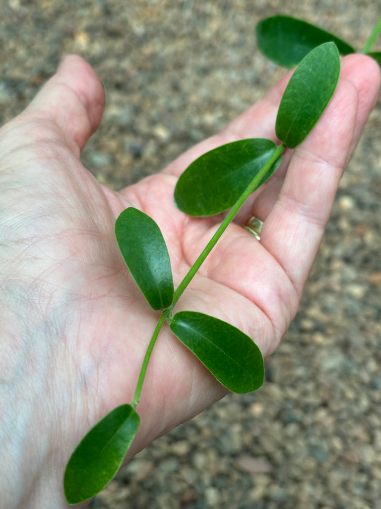 Hoya golamcoana IML 1599 H102