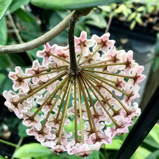 Hoya carnosa H8