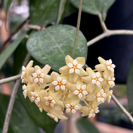 Hoya nicholsoniae Cooper's Ck. IML 0353 H255