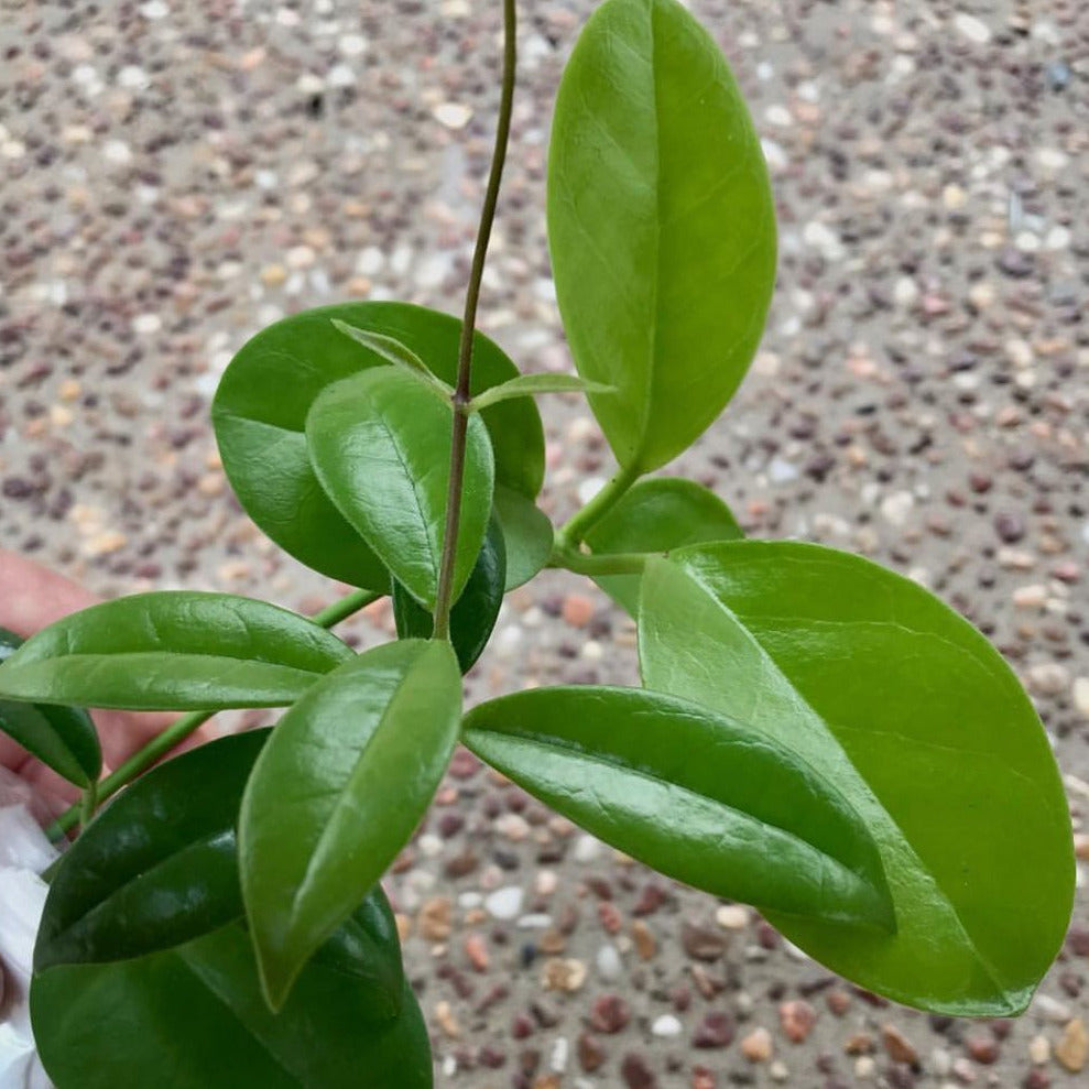 Hoya australis ssp. melanesica IML 0144 H274