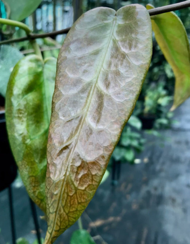 Hoya archboldiana H41