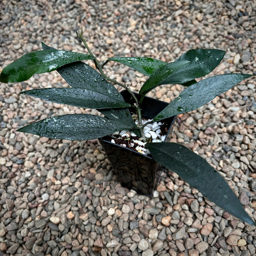 Hoya mirabilis (large leaf) H434