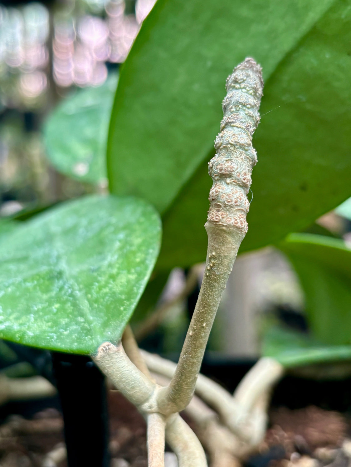 Hoya sp. Ko Chang Is. IML 1508 H127