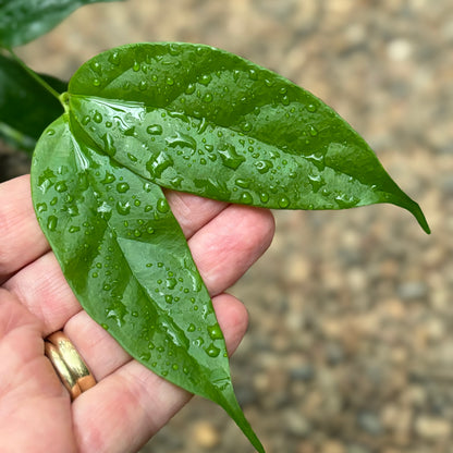 Hoya danumensis ssp. amarii H395