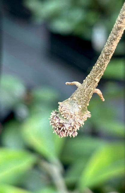 Hoya species 'Pink' H193