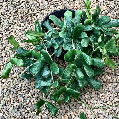 Hoya rotundiflora H291