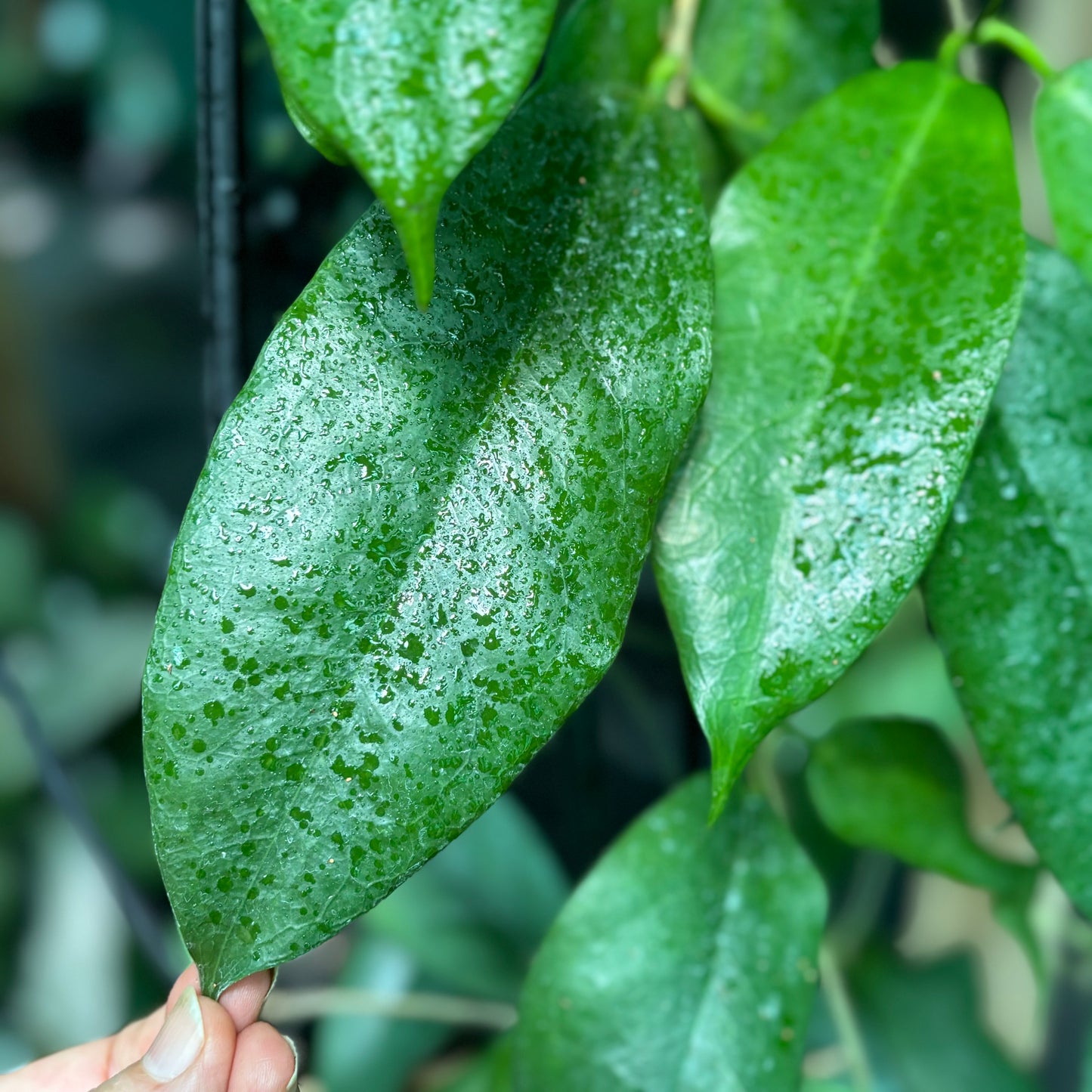 Hoya subcalva IML 0484 H83