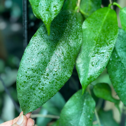 Hoya subcalva IML 0484 H83