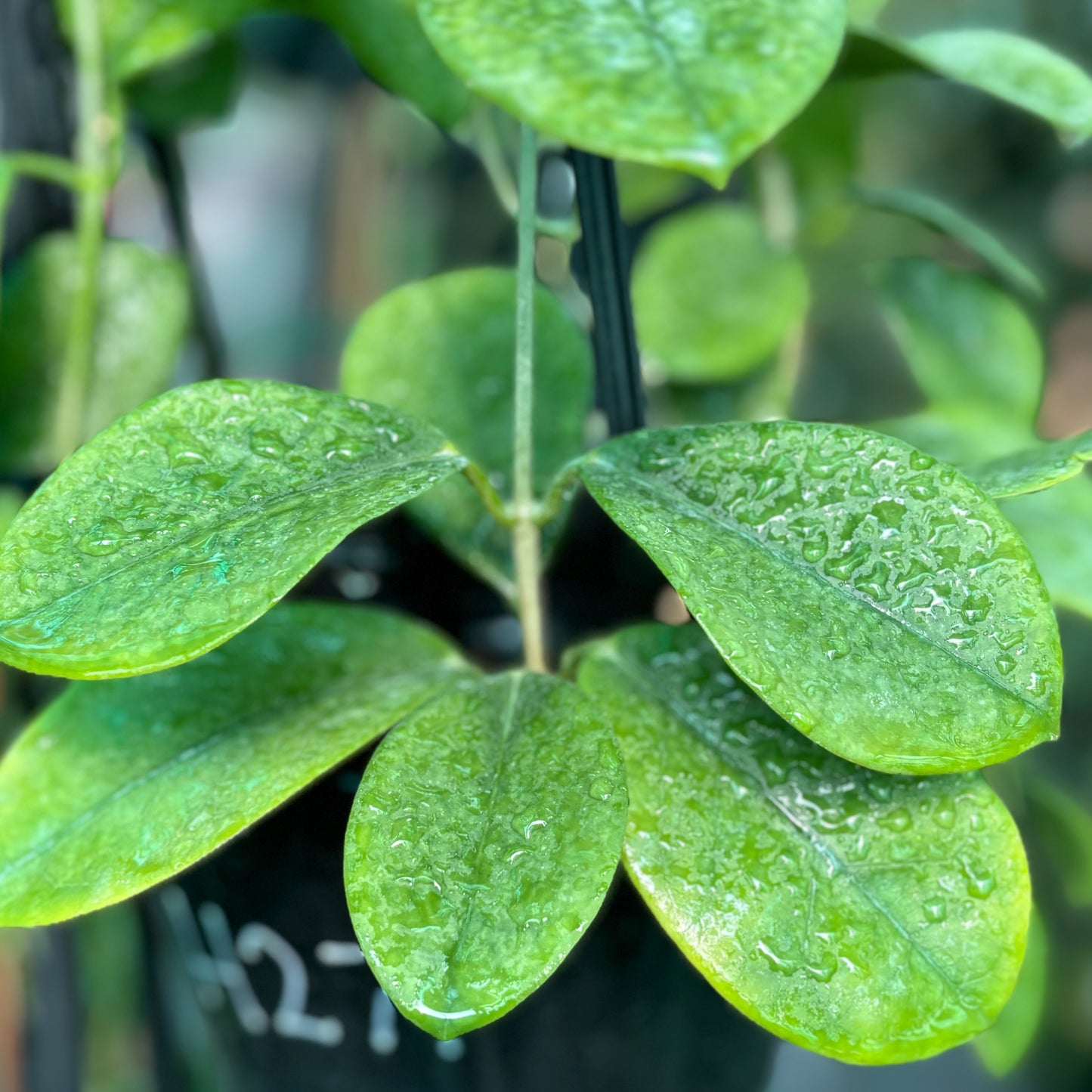Hoya australis ssp. australis - thin leaf H271