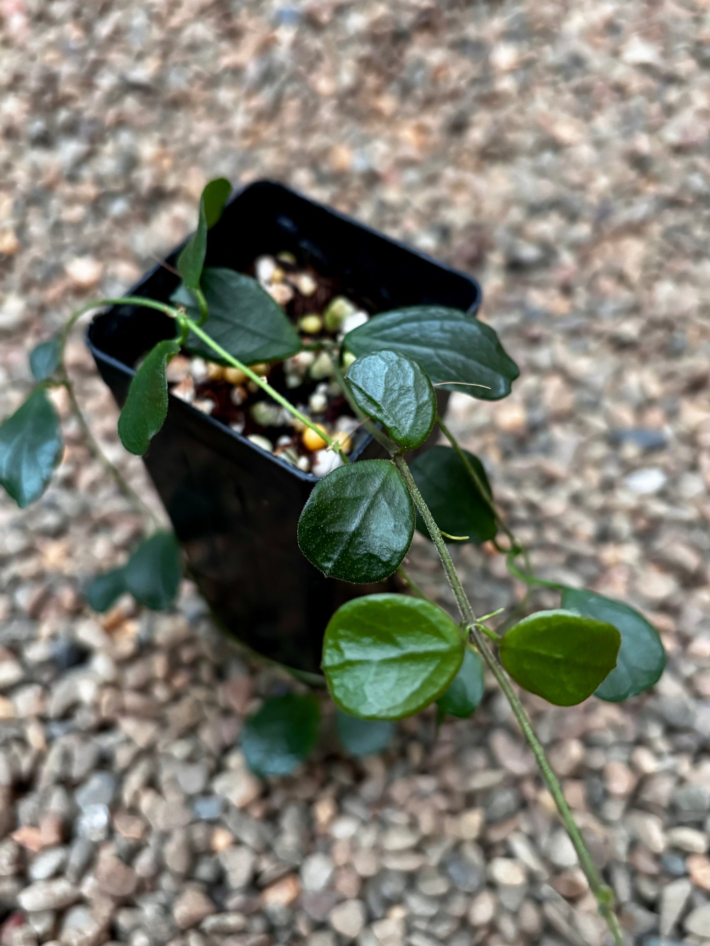 Hoya obcordata H408