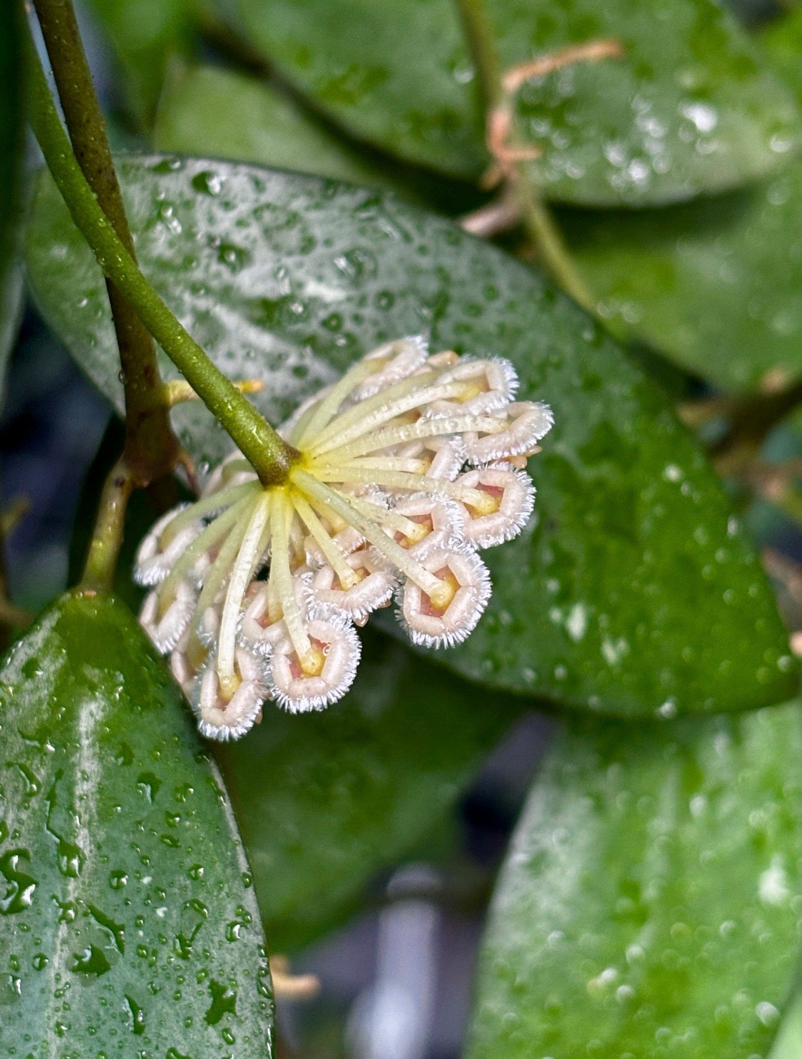 Hoya nabawanensis Sabah IML 1780 H258