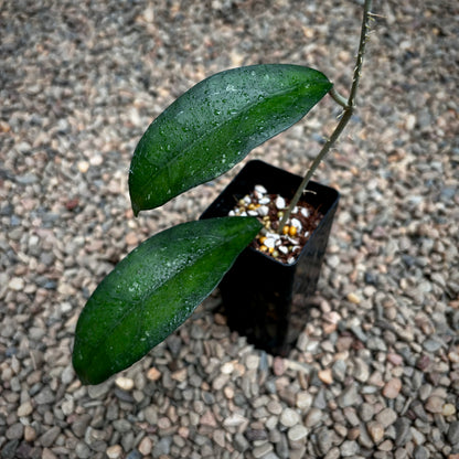 Hoya sp. Sabah IML 1864 H373