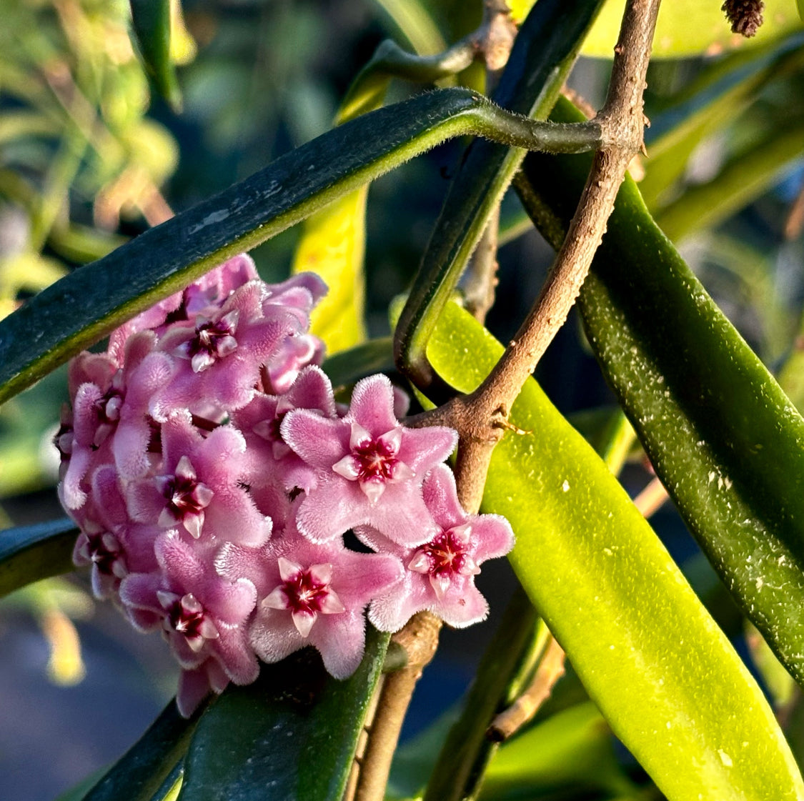 Hoya 'Minibelle' H14