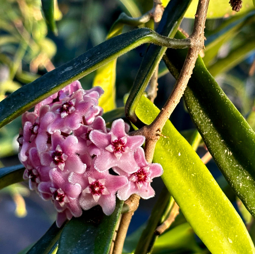 Hoya 'Minibelle' H14