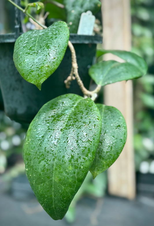 Hoya dolichosparte IML 1377 H99