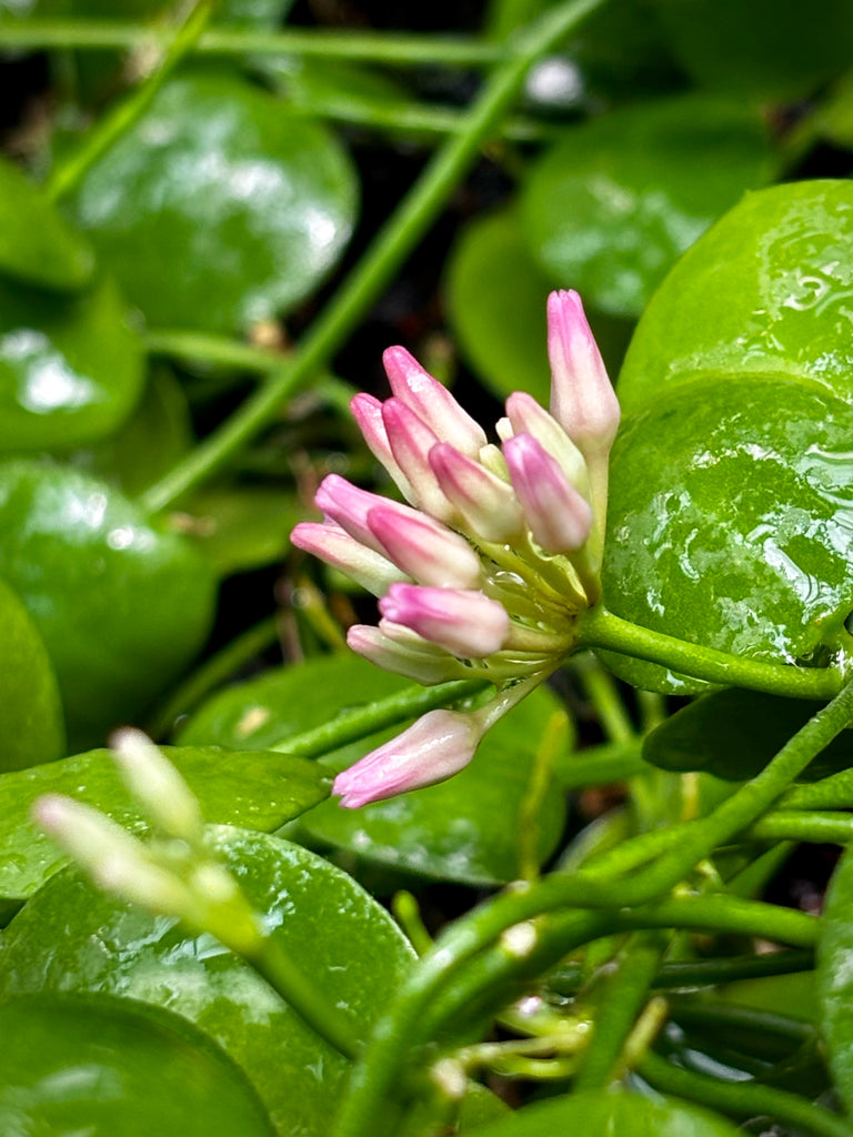 Dischidia vidalii x sp. Camiguin Island D33