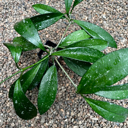 Hoya pubicalyx H165