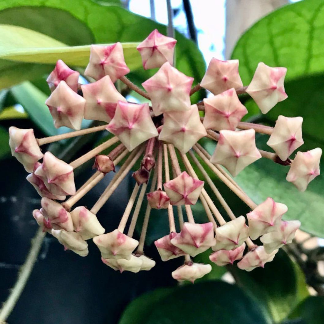 Hoya fungii H3