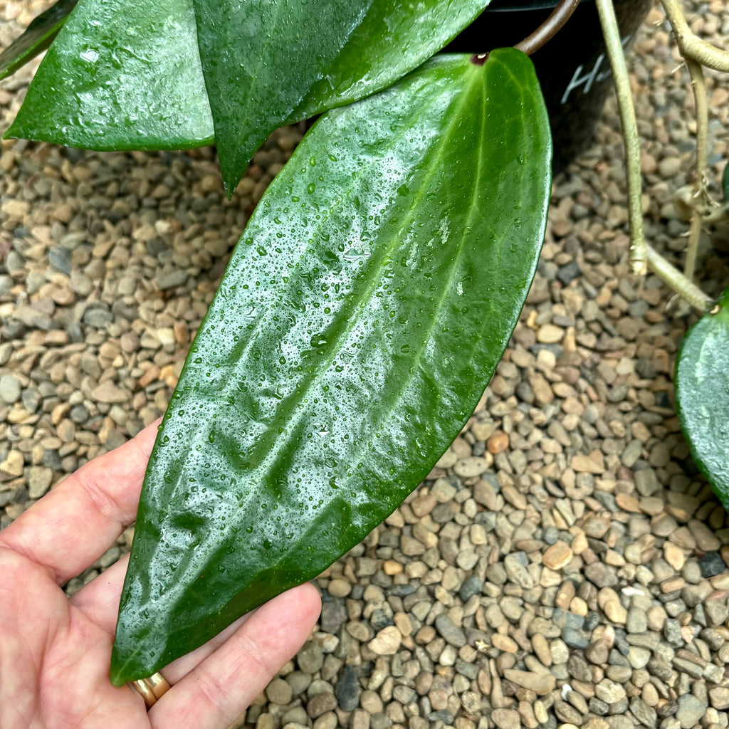 Hoya latifolia Singapore IML 1043 H302