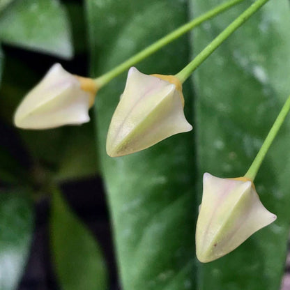Hoya javanica Java IML 1814 H377