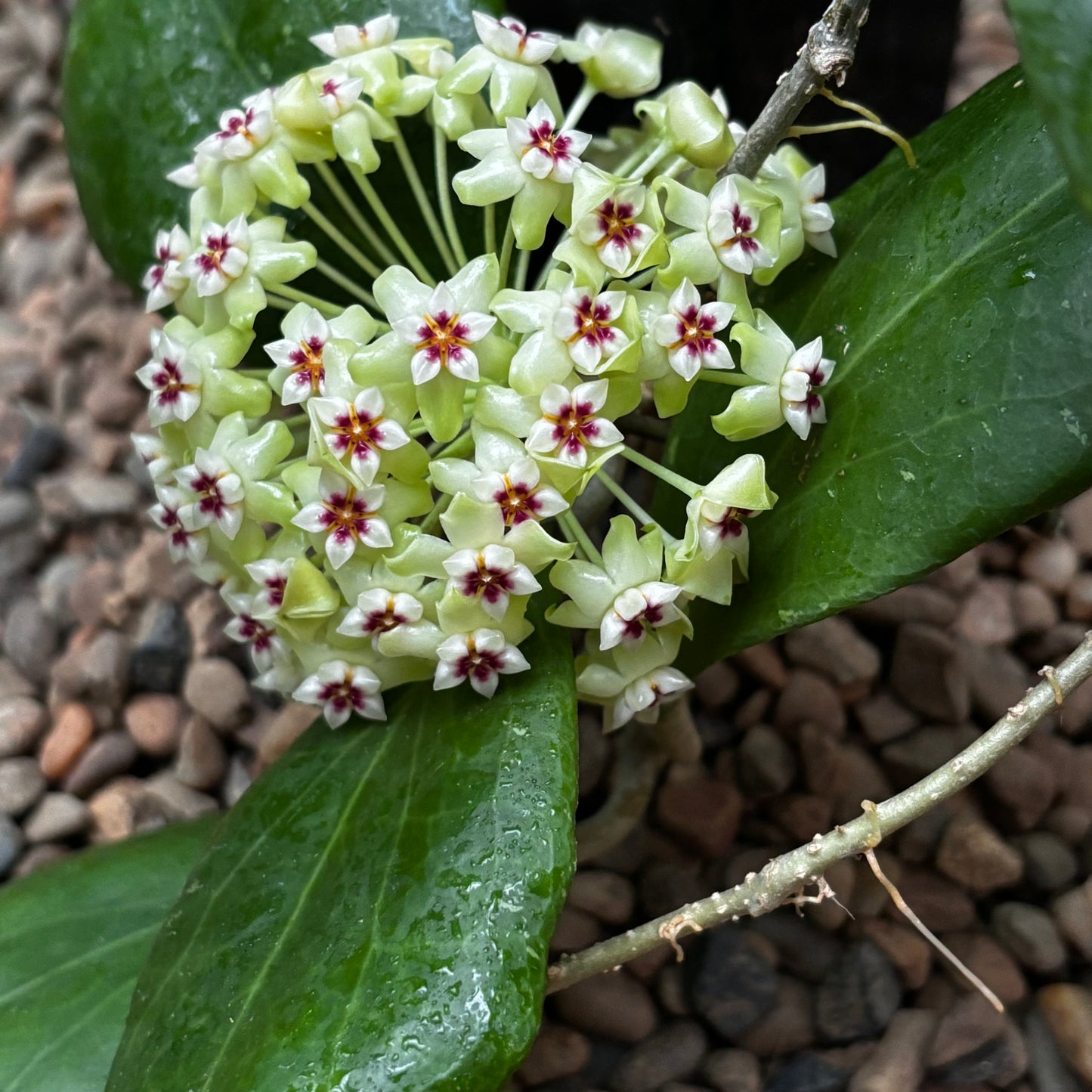 Hoya dolichosparte IML 1377 H99