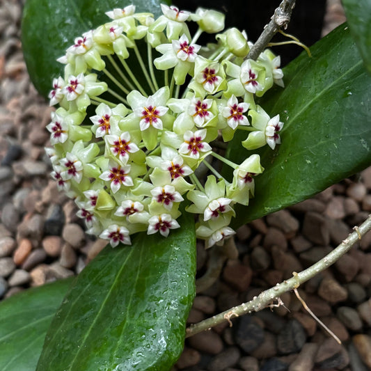 Hoya dolichosparte IML 1377 H99
