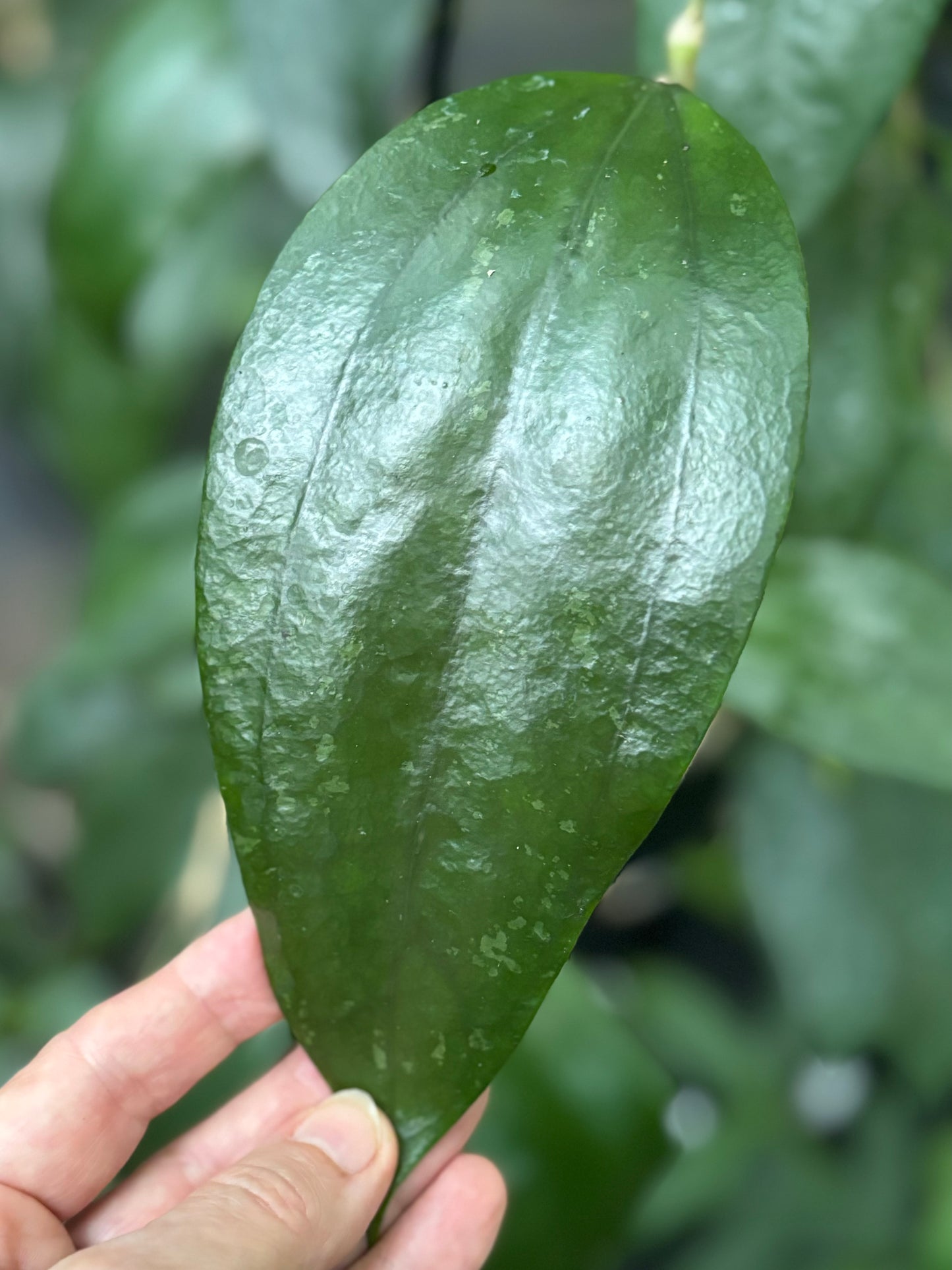 Hoya rigida IML 1424 H80
