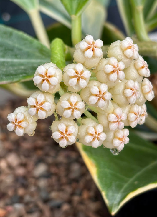 Hoya subquintuplinervis 'New Moon' H343